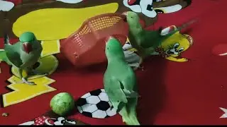 hello friends welcome to my live 🦜