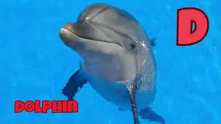 Alphabet Sea Adventure Song | Sea Animals ABC | Kids Song