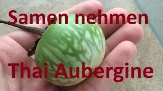 (Thai-) Auberginen verrotten lassen und Saatgut gewinnen | Samen nehmen #6