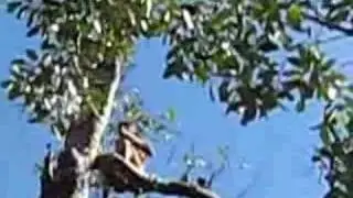 Monos proboscis (narigudos)