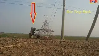 Trapping 3 birds 