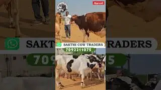 நாம எப்போவுமே brand மாடு தான் எடுப்போம்