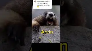 arvin where are you #shorts #animals