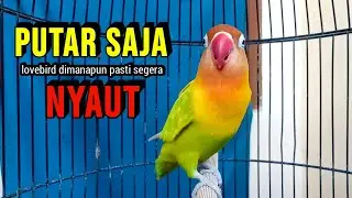Lovebird Fighter Ngekek Panjang, Pancingan lovebird AMPUH, PUTARKAN SAJA Lovebirdmu Pasti NYAUT