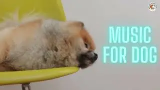 🔴Sweet Pet Relaxing Dog Music