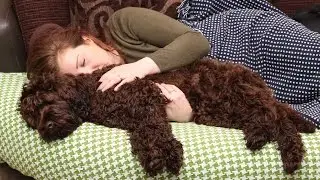 Happy Gotcha Day Watson - Labradoodle 14 Months Old