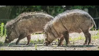 The Visayan Warty Pig is a rare and endangered wild Pig Species #wildpig