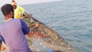 Odisha Sea Fishing Video And Fish Catch