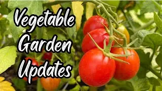 How are our VEGEGA Metal Raised Vegetable Gardens doing? Update and tour