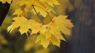 Free Video Library No Copyright and Royalty Free For Content Creators   YouTube