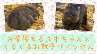 【wombat】お昼寝するユキちゃんとくるくるお散歩ワインさん☆(Yuki taking a nap & spinning Mr.Wine)