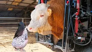 Intelligent Technology Farm Modern Cow Calf Transportation Automatic Hay Milk Feeding Smart Cowshed