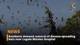 Residents demand removal of disease-spreading bats near Lugulu Mission Hospital