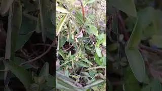 Looks like Green colour garden plant but it's not ?#garden, #gardening