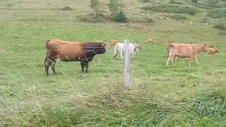 Les vaches du ch&acirc;teau de Monts&eacute;gur