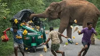 Wild Elephant Destroys Three-Wheeler 😱 | Shocking Sri Lanka Wildlife Encounter.