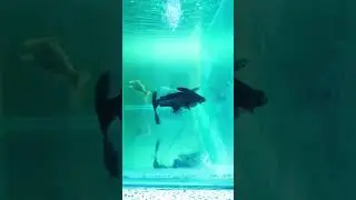 monster Shark fish aquarium #phonk #music #fishaquarium #aquarium #shark #music #phonk