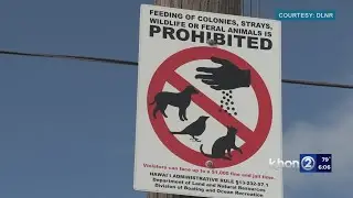 Oahu cat killings: Not just a danger to animals