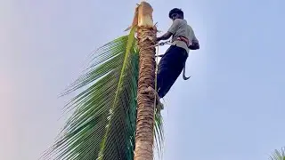 Tirunelveli district, Panakudi village, Tree cutting work | Tamil Nadu top Tree Cutter #chainsaw ￼
