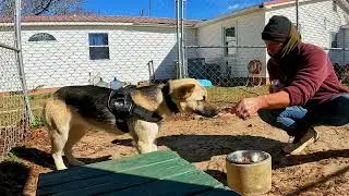 Хани, наша новая подопечная, отказывается от еды!