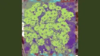 feverfew