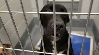acs A667733