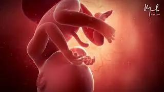 38 Weeks of Pregnancy | Third Trimester | Fetal Stage