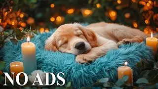 Relaxing Music for Puppies 🐾 Complete Separation Anxiety Solution 💖 Stress-Free Pets 🎵