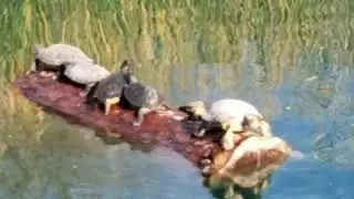 Turtles balancing on a log
