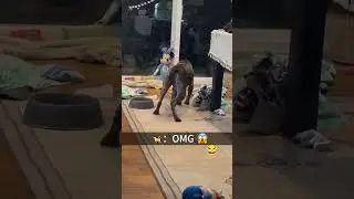 L'&eacute;preuve de force ultime des chiens et des jouets #animauxrigolos #dogs #animal2025 #funny