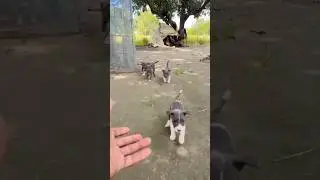 American Bully Puppy for Sale  Top Quality