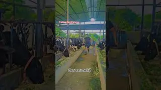 💯cow dairy farm in India,how to start dairy farm,biggest cow dairy farm in india,#farming #cow#farm