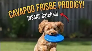 CAVAPOO FRISBEE PRODIGY! - Running Routes & INSANE Catches!