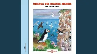 Macareux moine (Puffin)