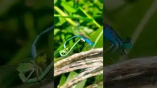 The Secret of Dragonfly Reproduction! 🧐🐉