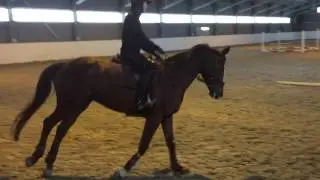 Trening av spranghest