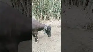 #bhojpuri #song #dance #dj #newsong #cow#cowvideos #bhojpurisong #sachinbabubassking #bhojpurimusic