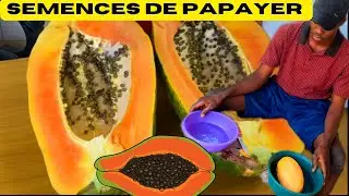 semences : comment obtenir des graines de papaye pour la semence