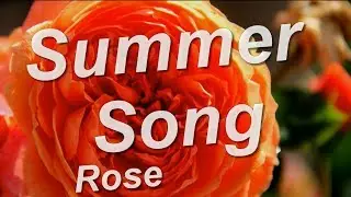Summer Song Rose