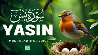 Surah Yaseen سورة يس | Deep Sleep Quran Recitation to Heal the Heart & Soul #love