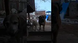 Перекличка 🐶 последний шанс