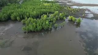 Bayug Island Mangrove Area