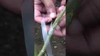 Mulberry Grafting Easy Technique EP085#mulberries #graftingtechniques