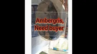 Ambergris, fresh