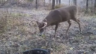 Attracting Big Buck Numbers On Small Parcels
