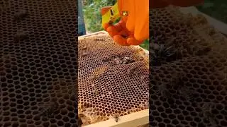 Introducing a Queen using a queen cage. #beekeeping #irishhoney #beekeeper #beehive #beeinfluencer
