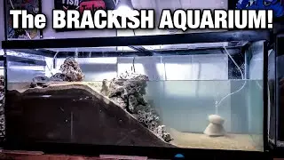 75 Gallon Mudskipper Tank