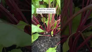 MULTI-SOW BEETROOT: harvest the biggest one first & let the smaller beets grow #beetroot #gardening