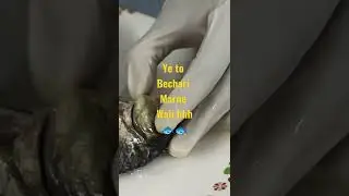 Eye and Operculum of Fish