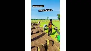 Paddy Lawn Method Farming 🌾||Paddy Farming |Mr . Agriculture | #agri #paddy #paddyfarm #agriculture